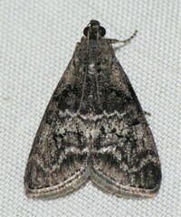 Pococera asperatella