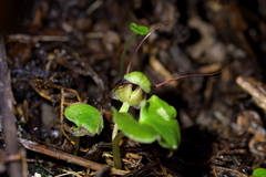 Corybas vitreus