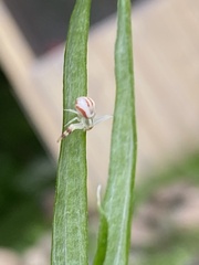 Thomisidae