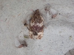Olethreutes fasciatana