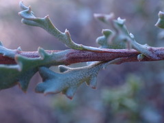 Dimorphotheca cuneata