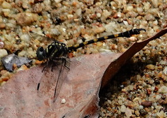 Paragomphus capricornis