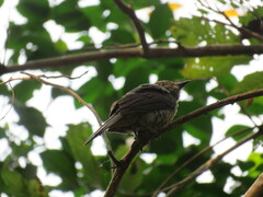 Lipaugus vociferans