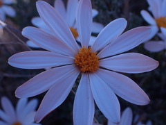 Dimorphotheca cuneata