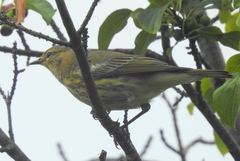 Setophaga tigrina