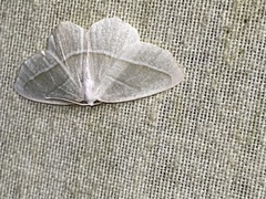 Campaea perlata