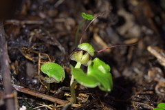 Corybas vitreus