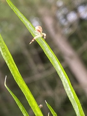 Thomisidae