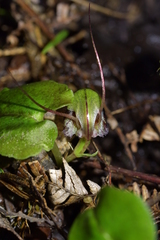 Corybas vitreus