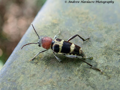 Xylotrechus rufilius