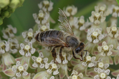 Apis mellifera