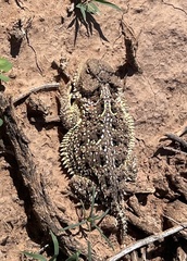 Phrynosoma hernandesi