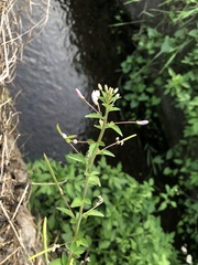 Cleome rutidosperma