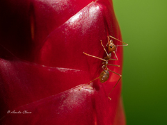 Oecophylla smaragdina