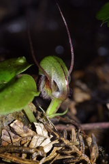 Corybas vitreus