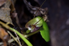 Corybas vitreus
