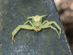 Thomisus okinawensis