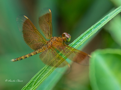 Neurothemis fluctuans