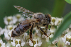 Apis mellifera