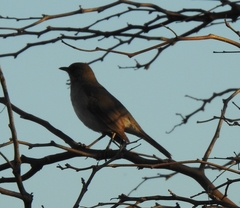 Turdus amaurochalinus