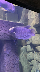Osphronemus goramy