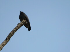 Chelidoptera tenebrosa