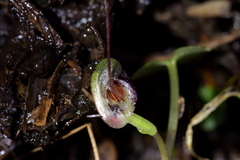 Corybas vitreus