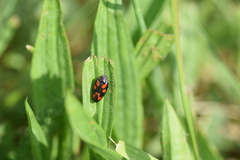 Cercopis vulnerata