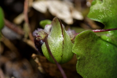 Corybas vitreus
