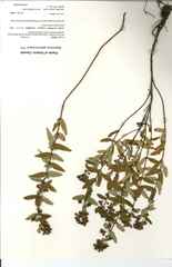 Hypericum sphaerocarpum