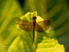 Neurothemis fluctuans