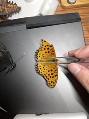 Argynnis hyperbius