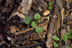 Pterostylis alobula