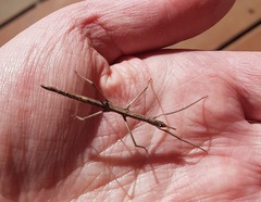 Pachymorpha
