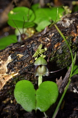 Corybas vitreus