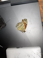 Argynnis hyperbius