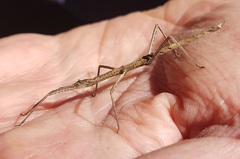 Pachymorpha