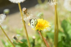 Pieris brassicae