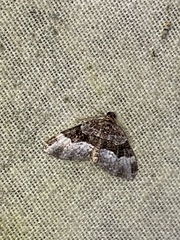 Euphyia intermediata