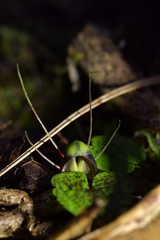 Corybas vitreus