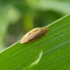 Cicadomorpha