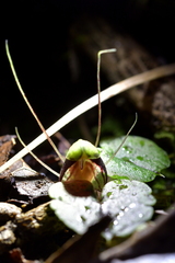 Corybas vitreus