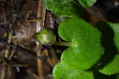 Corybas vitreus