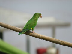 Brotogeris cyanoptera