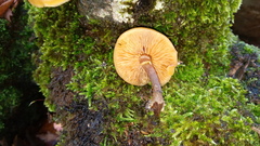 Galerina marginata