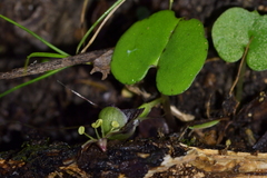 Corybas vitreus