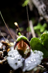 Corybas vitreus