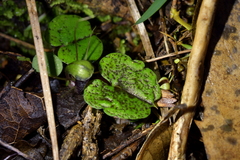 Corybas vitreus