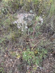 Ipomopsis aggregata candida