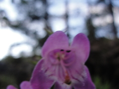 Penstemon campanulatus